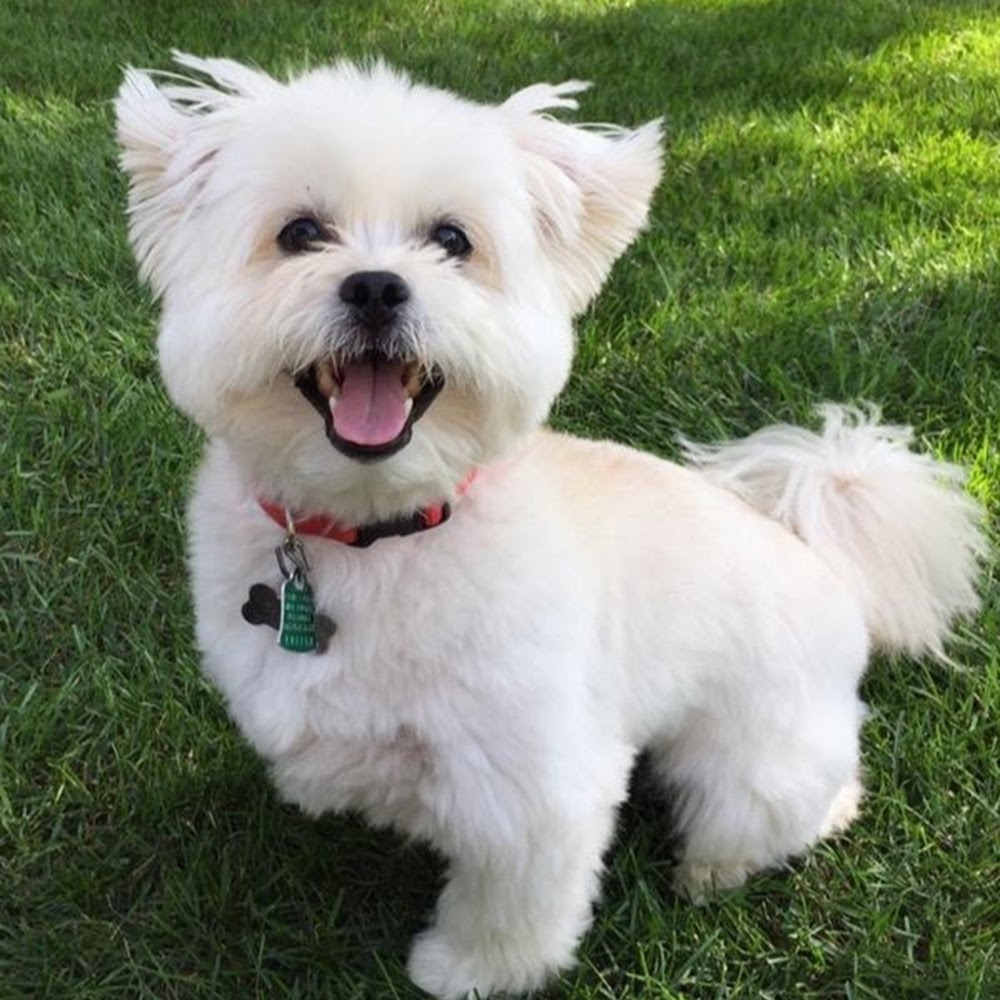 Meet your Posher, Diane